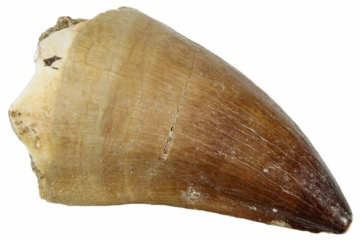 Fossil Mosasaur (Prognathodon) Tooth - Morocco #249616